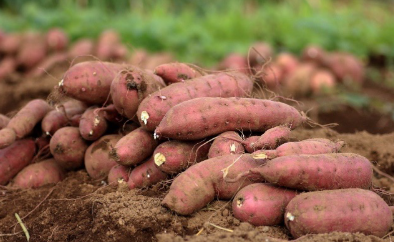 Sweet Potatoes